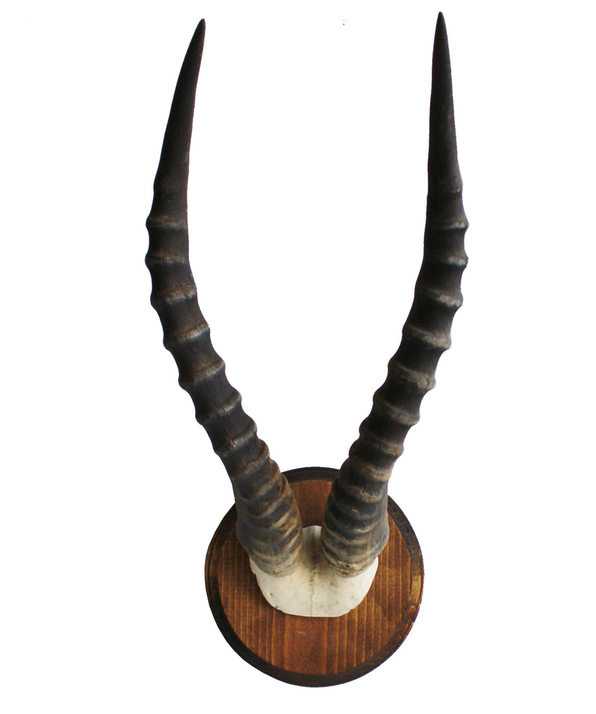 Blesbok Horns