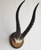 Blesbok Horns