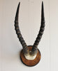 Blesbok Horns