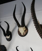 Blesbok Horns