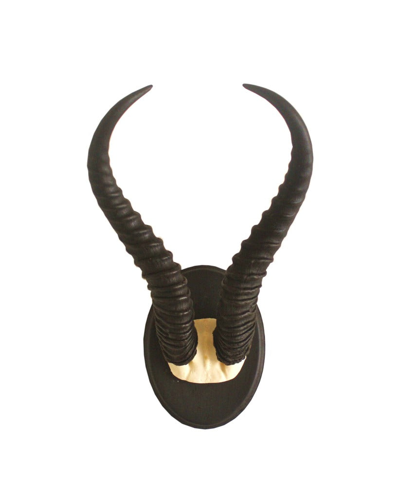 Springbok Gazelle Horns