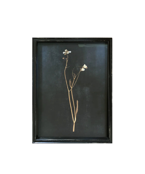 Framed Pressed Botanical Print, No. 5