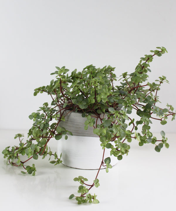 Dipped Ridge Cement Planter
