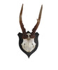 Vintage Petite German Antlers