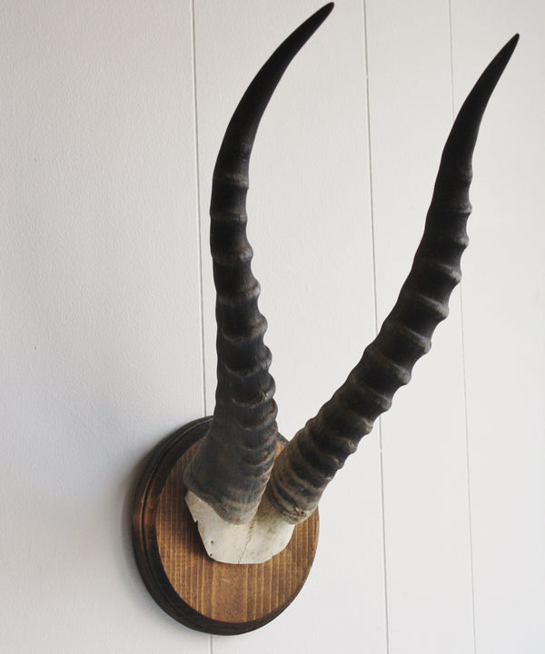 Blesbok Horns