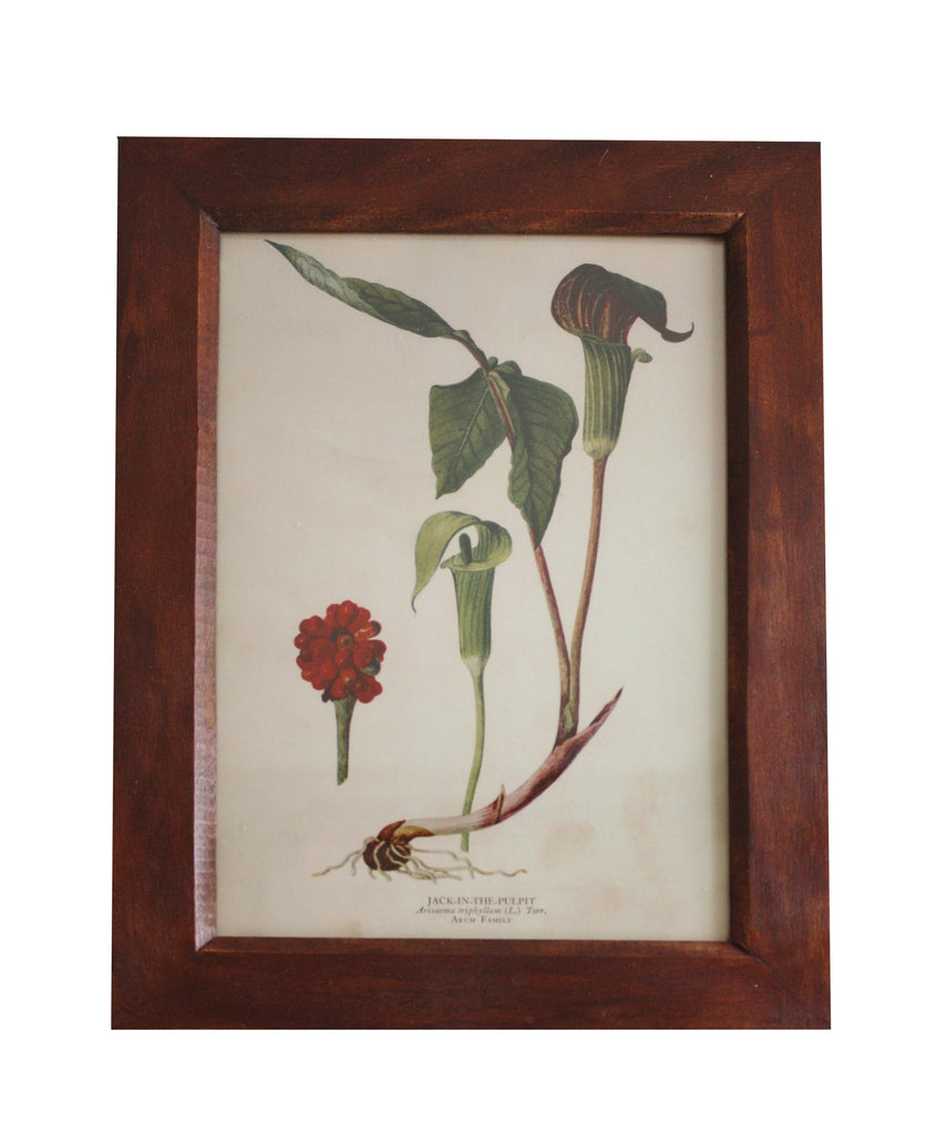 Vintage Botanical Print, Jack In The Pulpit