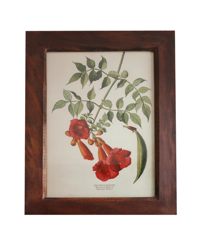 Vintage Botanical Print, Trumpetcreeper