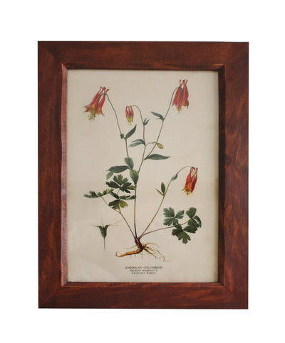 Vintage Botanical Print, American Columbine