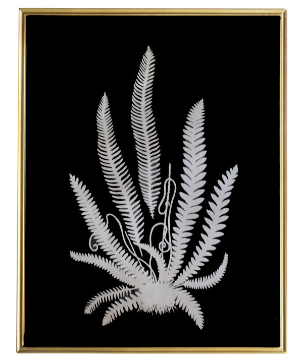 Shadow Fern Study No. 1, Brass Frame