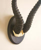 Springbok Gazelle Horns