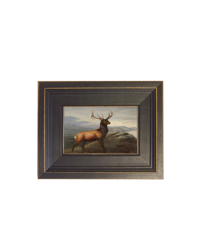 Framed Whitetail Stag Portrait