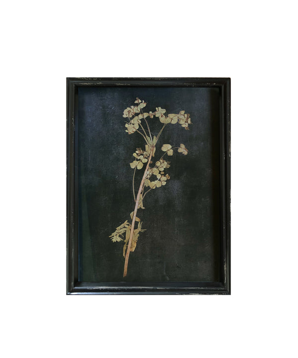 Framed Pressed Botanical Print, No. 1