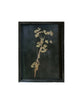 Framed Pressed Botanical Print, No. 1