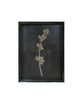 Framed Pressed Botanical Prints