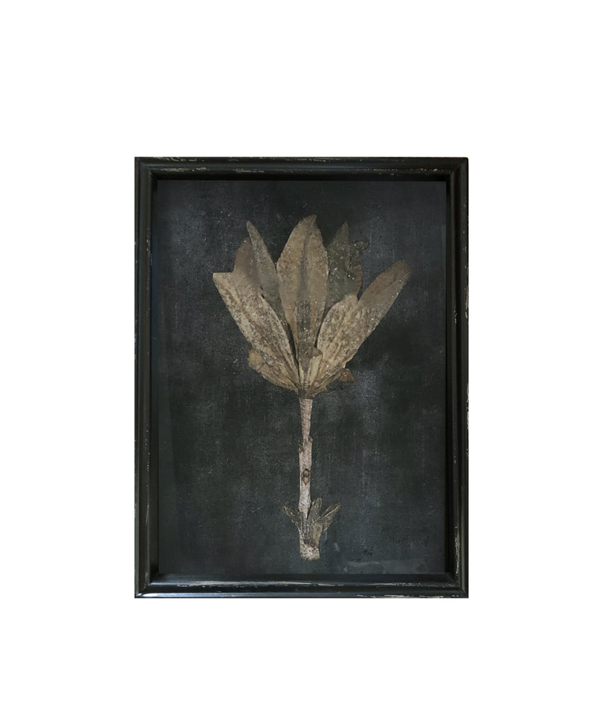 Framed Pressed Botanical Prints