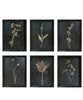 Framed Pressed Botanical Prints