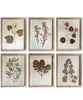 Pressed Wildflower Botanical Prints